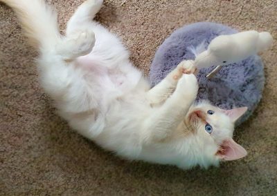 ragdoll kitten playing with his new toy
