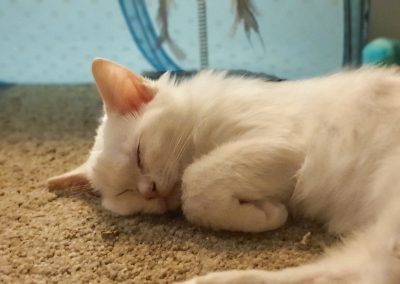 Kitten asleep after too much play