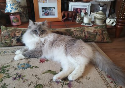 Ragdoll laid on Pillow