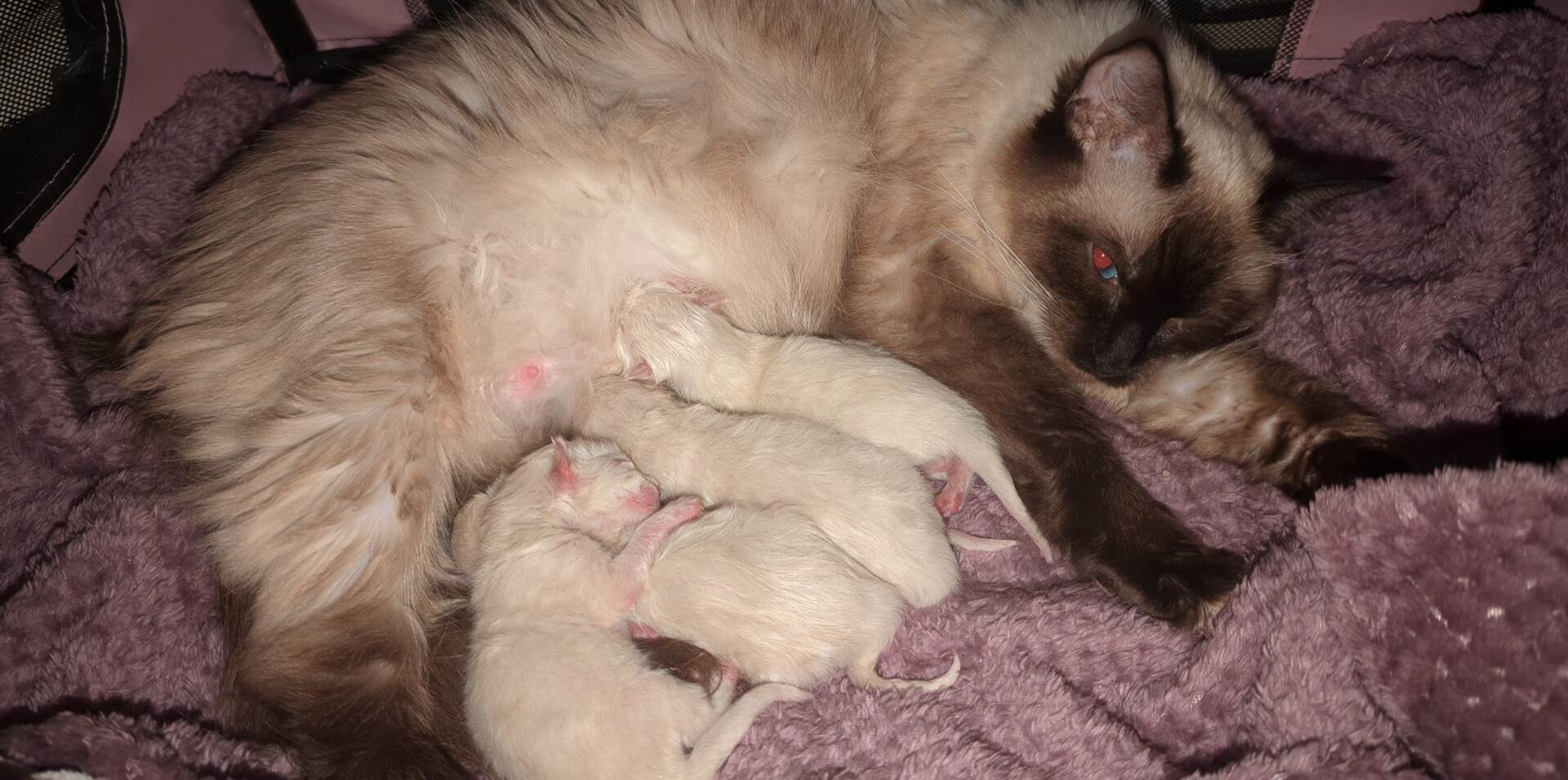Ragdoll and kittens A ragdoll cat with her kittens